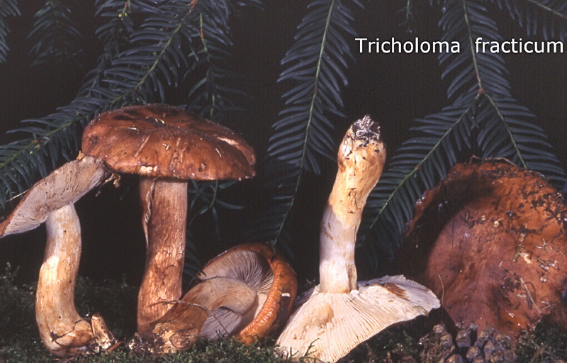 Tricholoma batschii-amf1861.jpg - Tricholoma batschii ; Syn1: Tricholoma fracticum ; Syn2: Tricholoma subannulatum ; Nom français: Triholome de Batsch